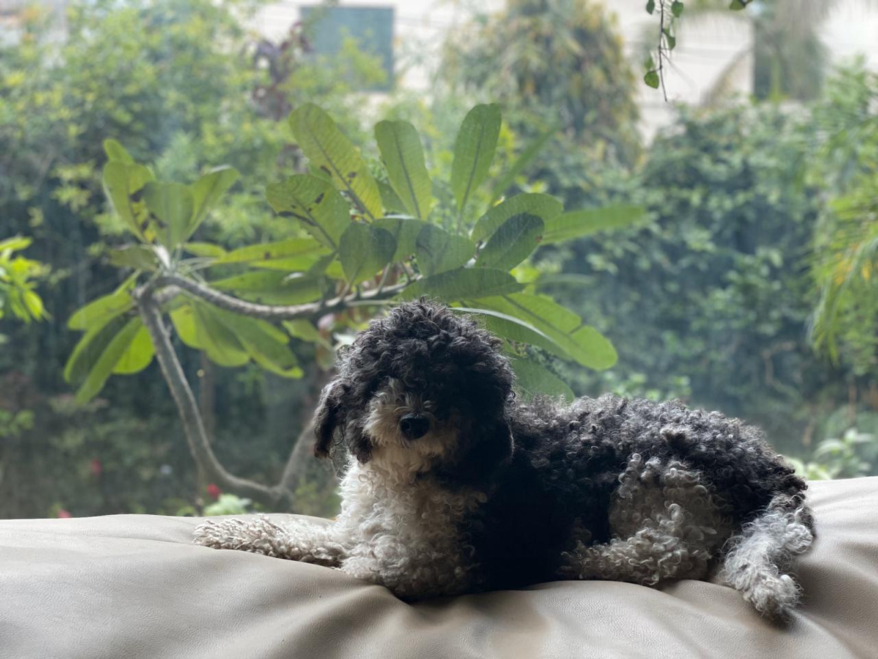 Oreo